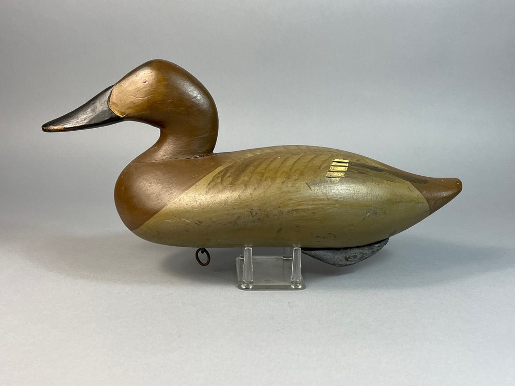 R Madison Mitchell, Havre de Grace, MD, Canvasback Hen
