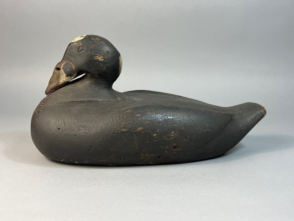 Gus Wilson, South Portland, ME, Surf Scoter