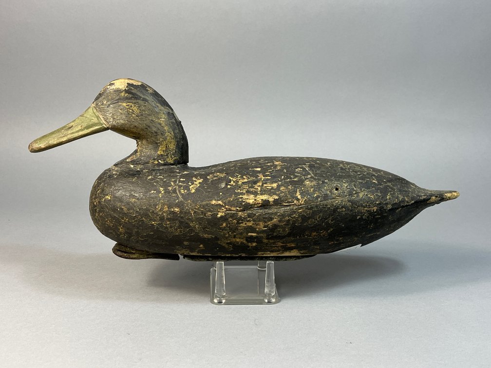 Doug Jester, Chincoteague, VA, Black Duck