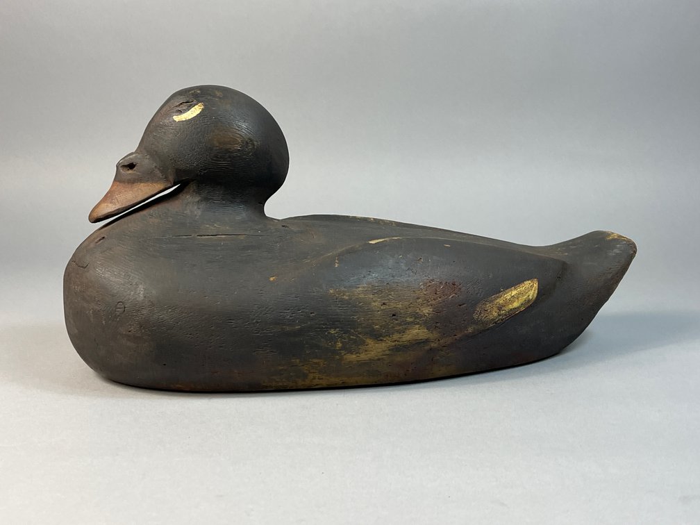 Gus Wilson, South Portland, ME, Surf Scoter