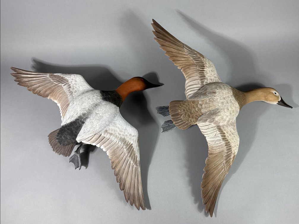 D B Simmons, Canvasback Pair