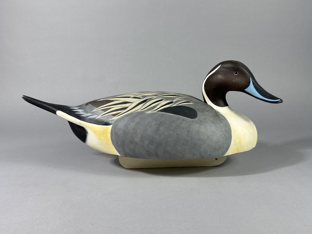 Timothy W Muleahy, Berlin, MD, Pintail
