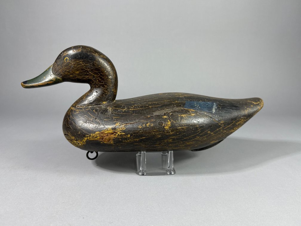 Paul Gibson, Havre de Grace, MD, Black duck