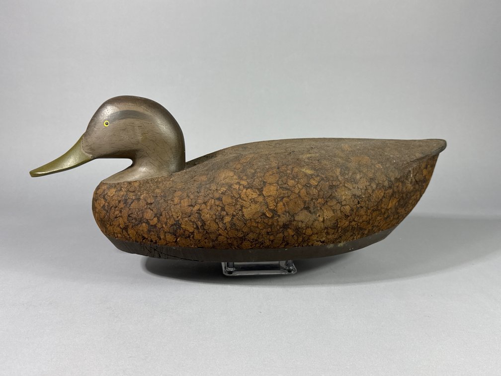 R Madison Mitchell, Havre de Grace, MD, Black Duck