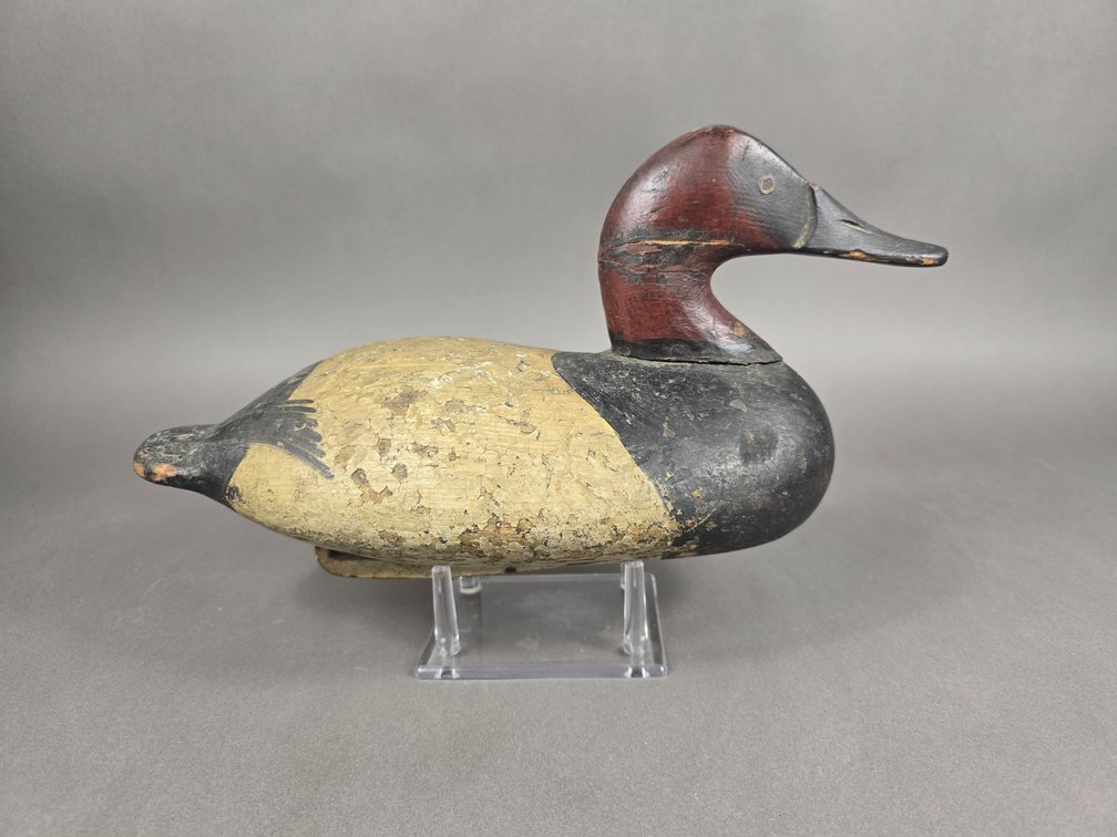 Upper Bay Canvasback