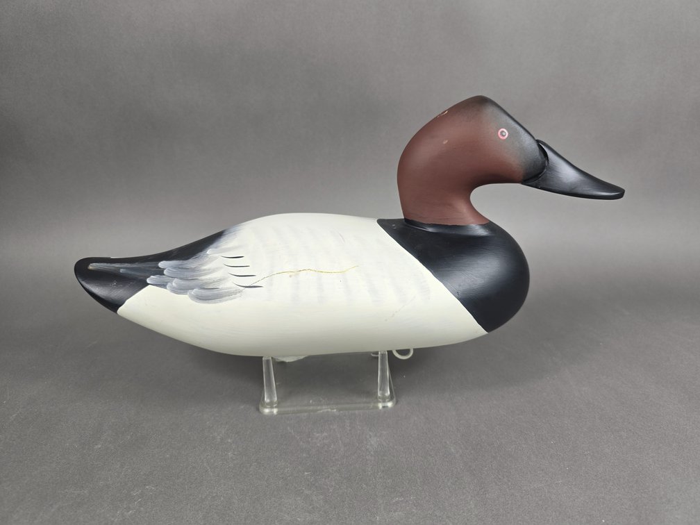 Havre de Grace, MD Canvasback 