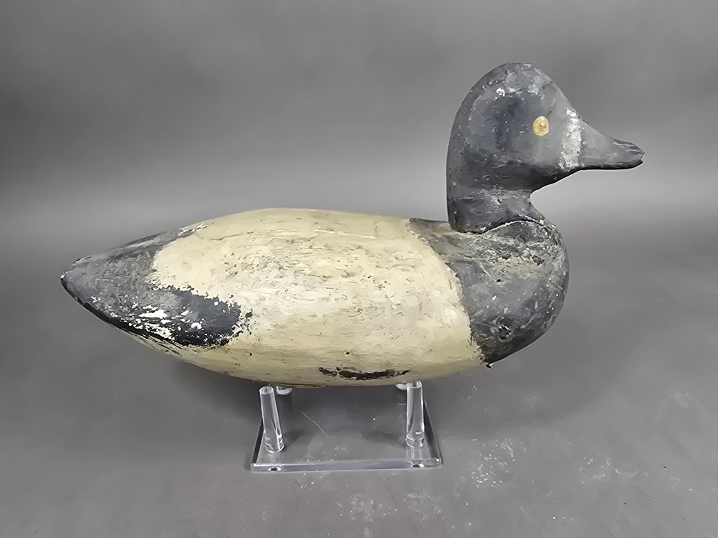 Maryland Bluebill 
