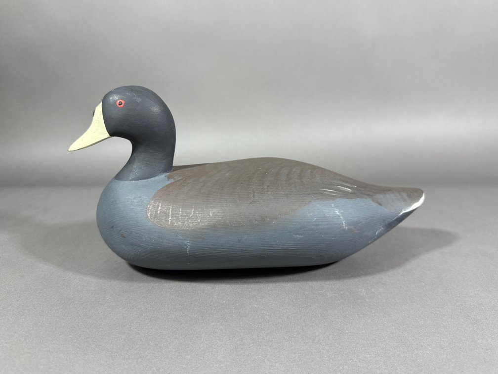 R Madison Mitchell, Havre de Grace, MD, Coot