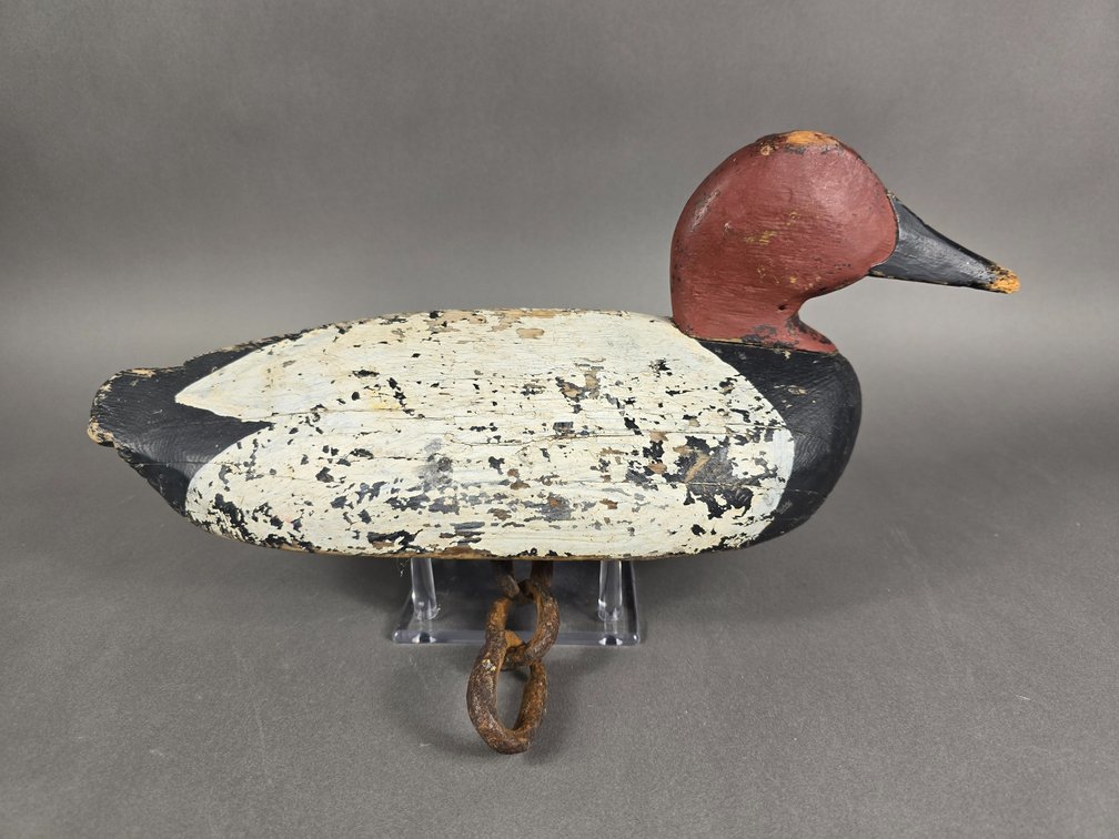North Carolina Canvasback 