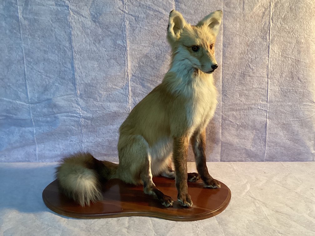 Fox Taxidermy 22” Tall 23” Wide