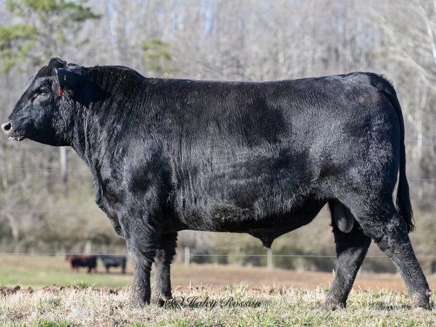 Image for Quaker Hill Spring Production Sale