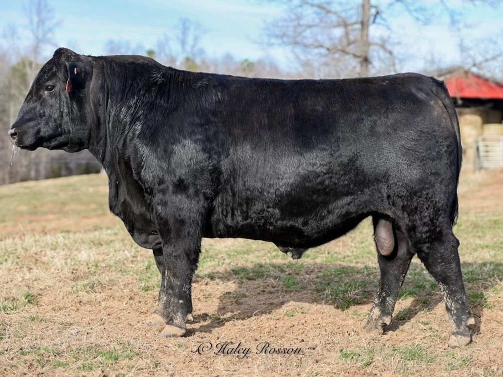 Image for Quaker Hill Spring Production Sale