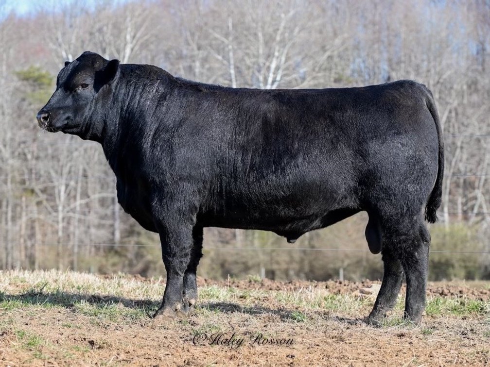 Image for Quaker Hill Spring Production Sale