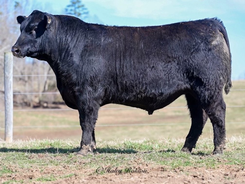 Quaker Hill Top Cut 1Y15