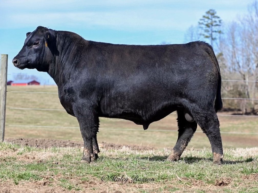 Quaker Hill Top Cut 1Y14