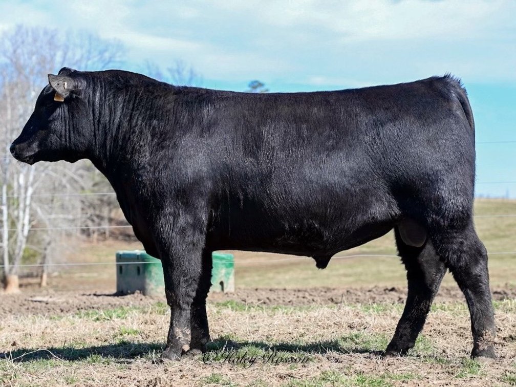 Quaker Hill Top Cut 1Y17