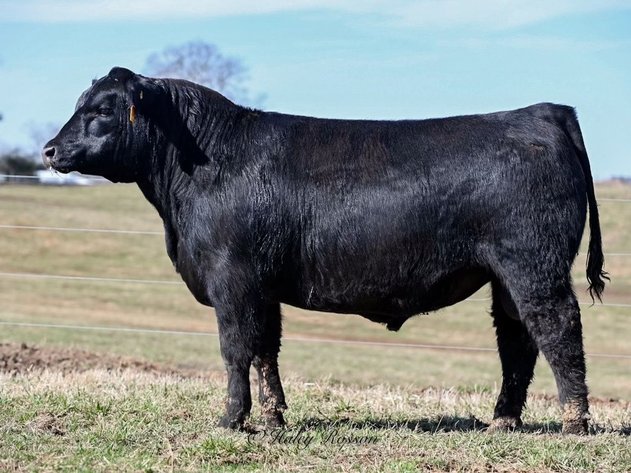 Image for Quaker Hill Spring Production Sale