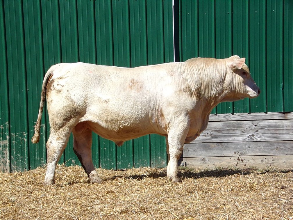 BWC NEW GAIN M40- Charolais