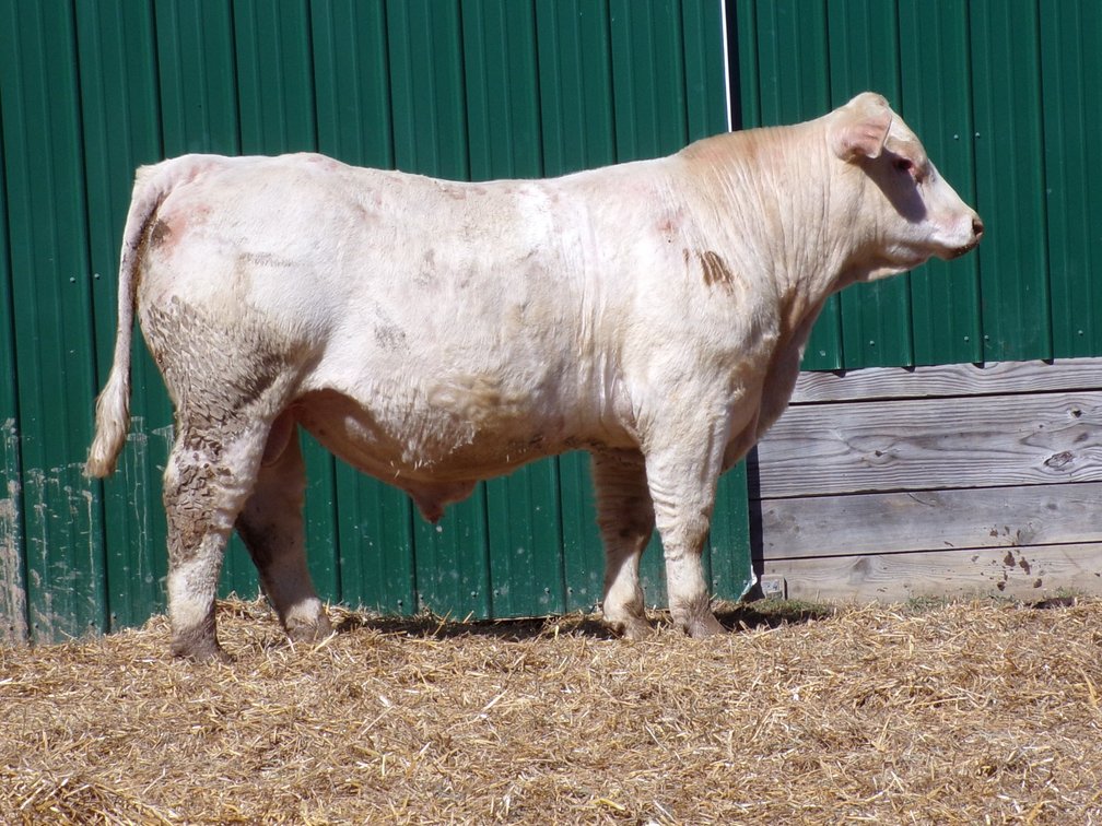 BWC JUSTIFIED M45- Charolais