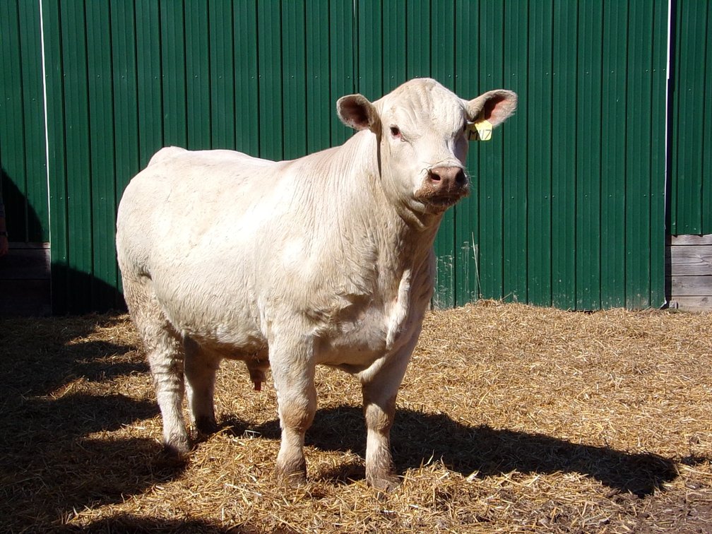 BWC JUSTIFIED M47- Charolais