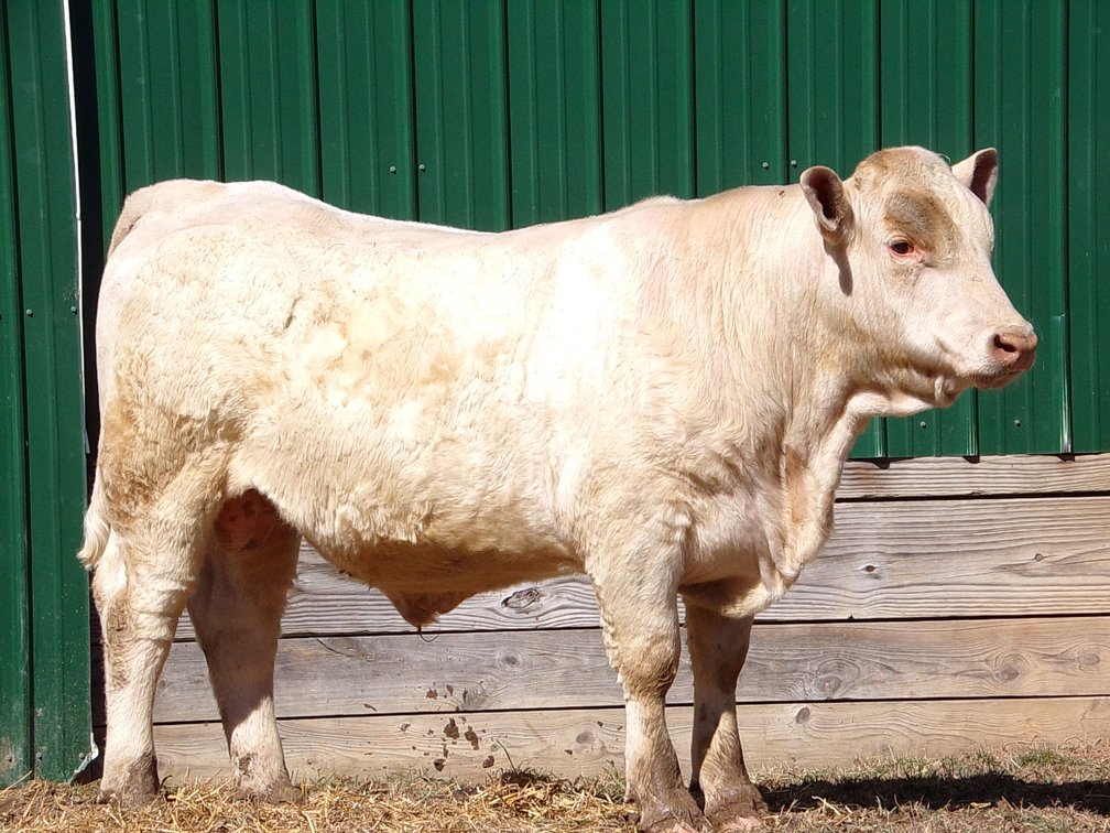 BWC NEW CAPITAL M58- Charolais