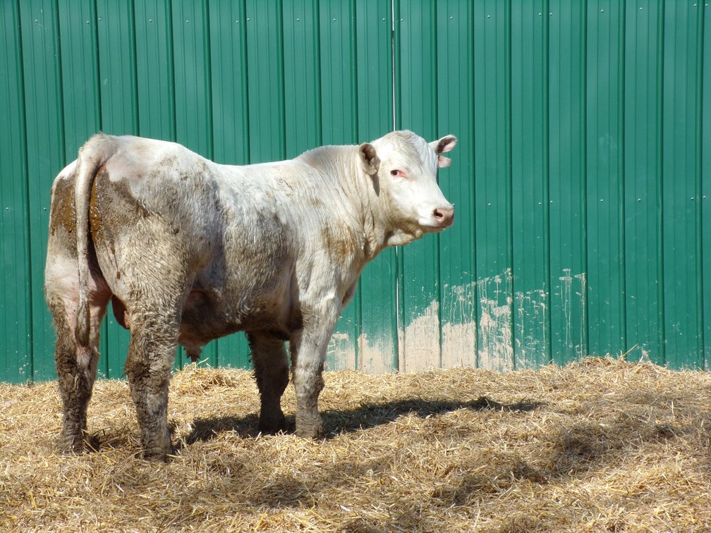 BWC JOHNNY RINGO N1- Charolais