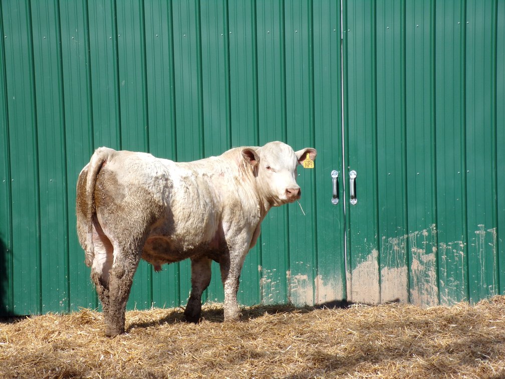 BWC SIR ESTRADA D11 N9- Charolais