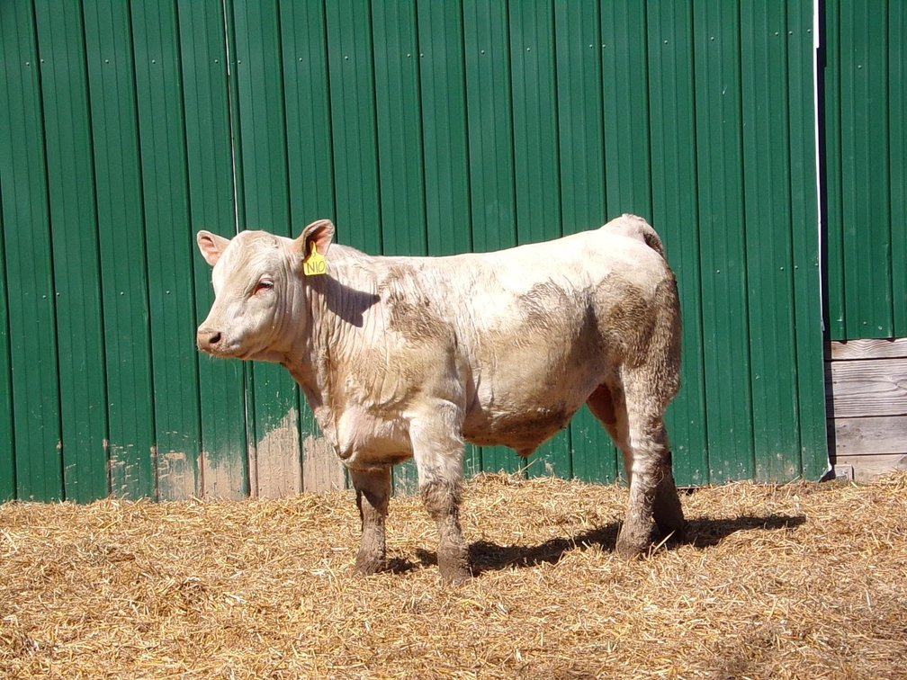 BWC SUNDANCE D3 N10-Charolais