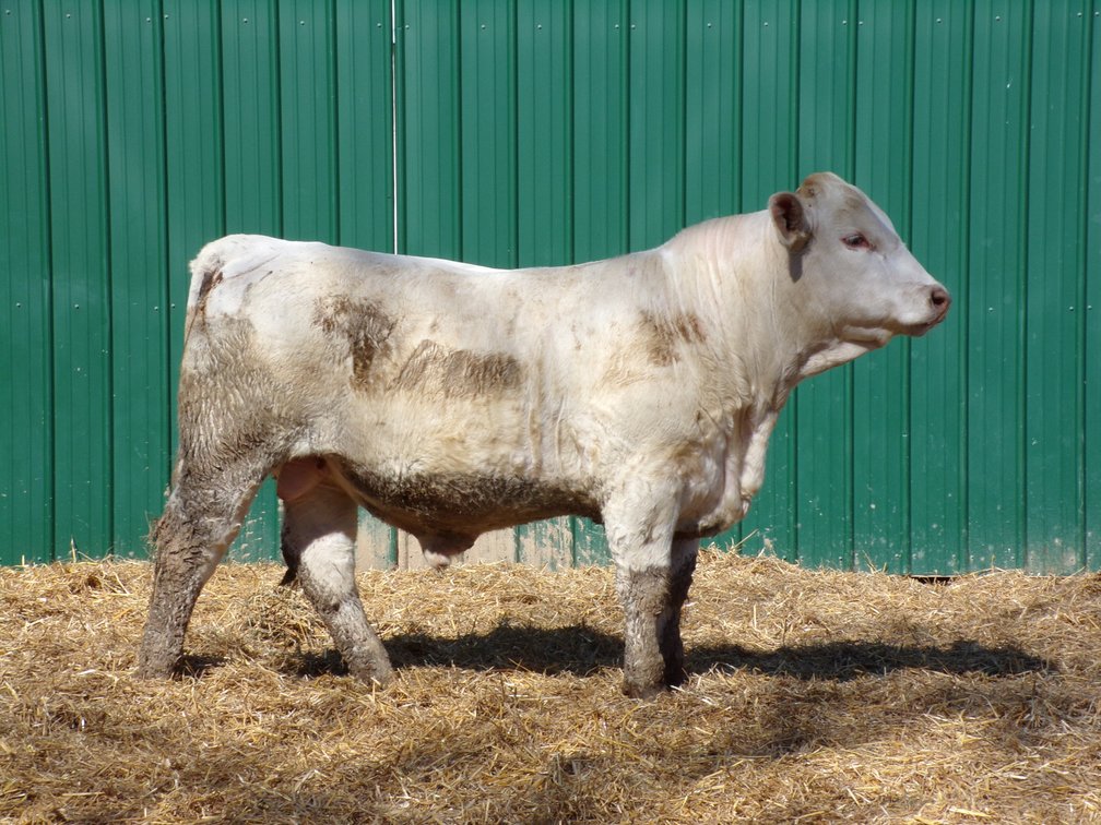 BWC AFFINITY E714 N12-Charolais