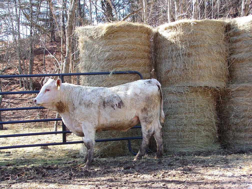 BWC LAREDO E711 N16- Charolais