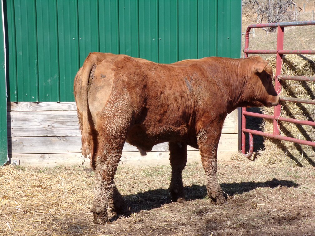 BWC CAPITAN MORGAN 782 N3- Red Charolais