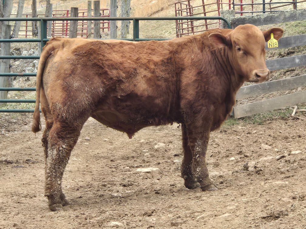 BWC CAPTAIN MORGAN N18- Red Charolais