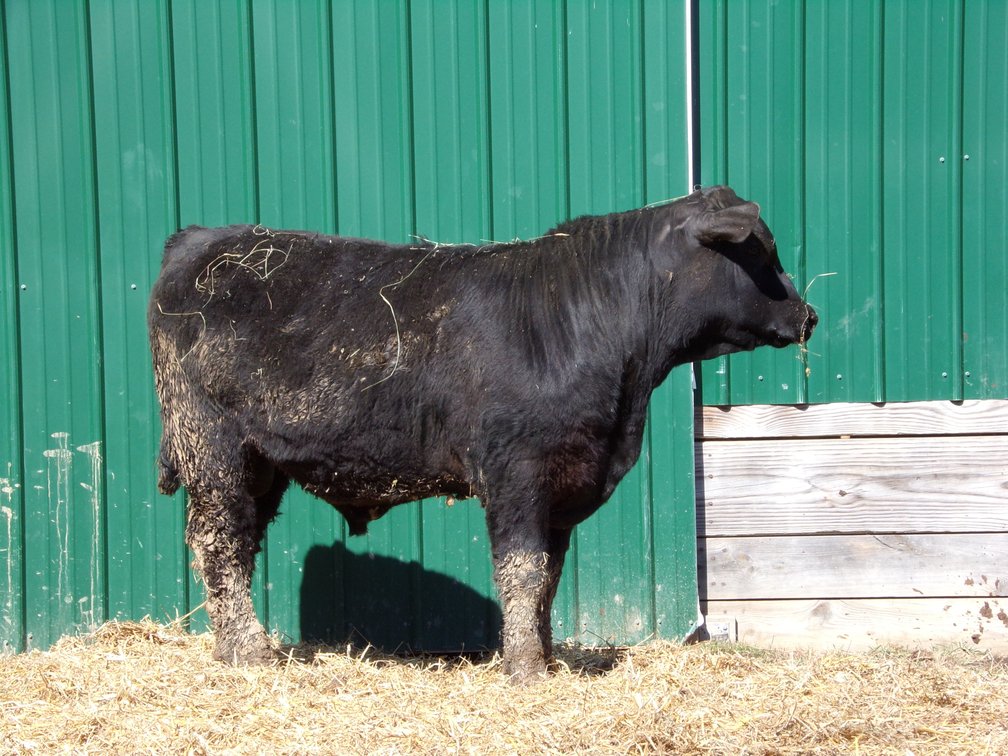 BWC Red Charolais x Angus N24- Commercial