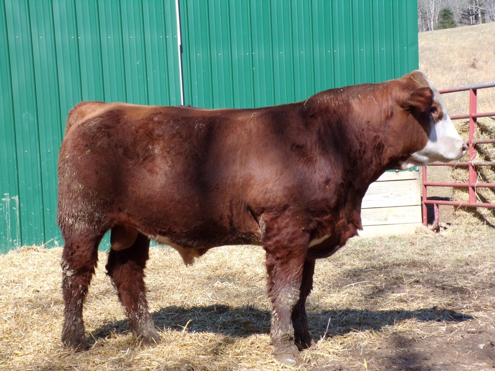 BWC Grant's Hereford- Commercial
