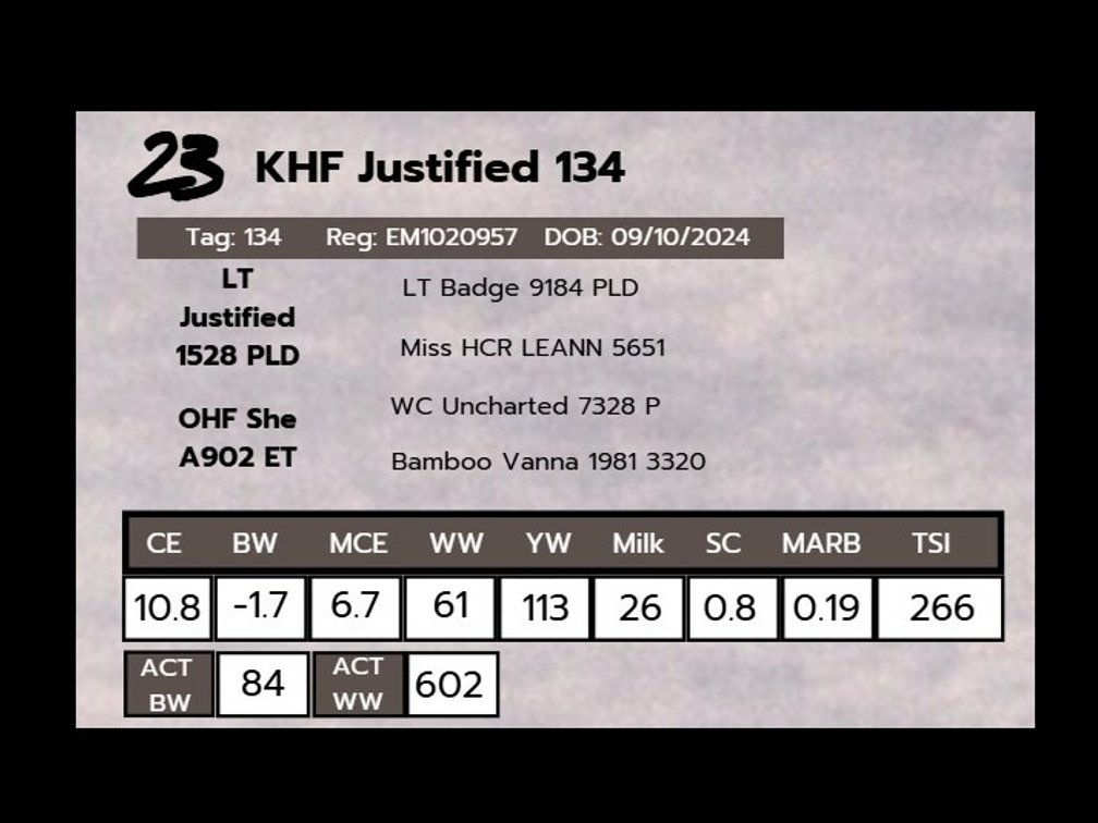 KHF Justified 134- Charolais
