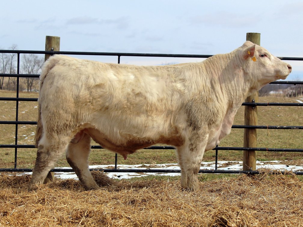 KHF Justified 144- Charolais