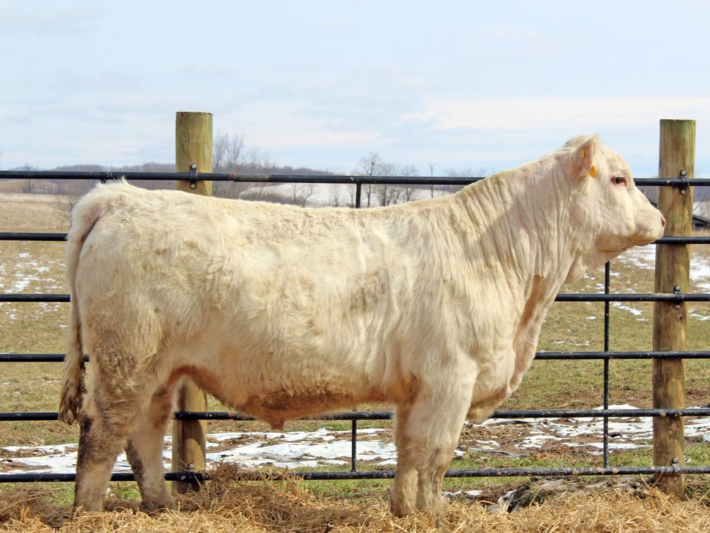 Image for 2nd Annual Spring Celebration Production Sale