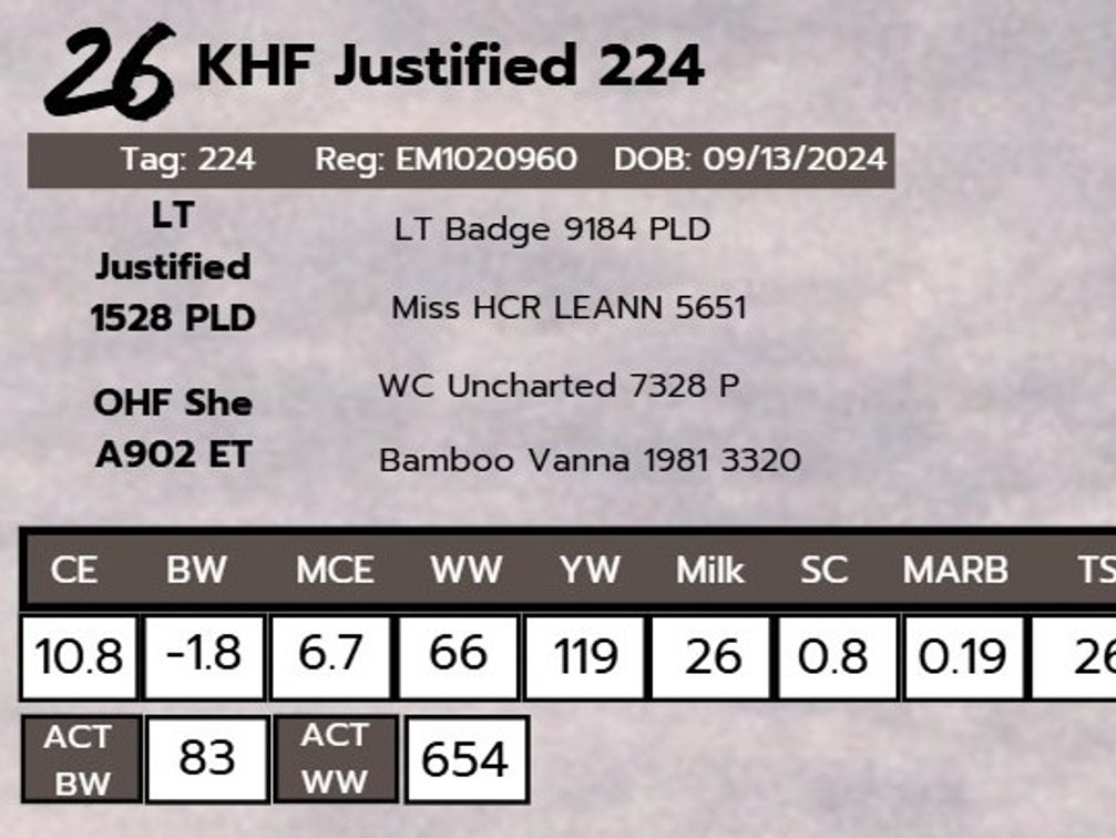 KHF Justified 224- Charolais