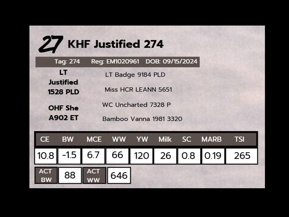KHF Justified 274- Charolais