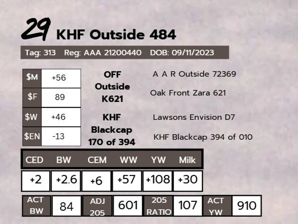 KHF Outside 484- Angus