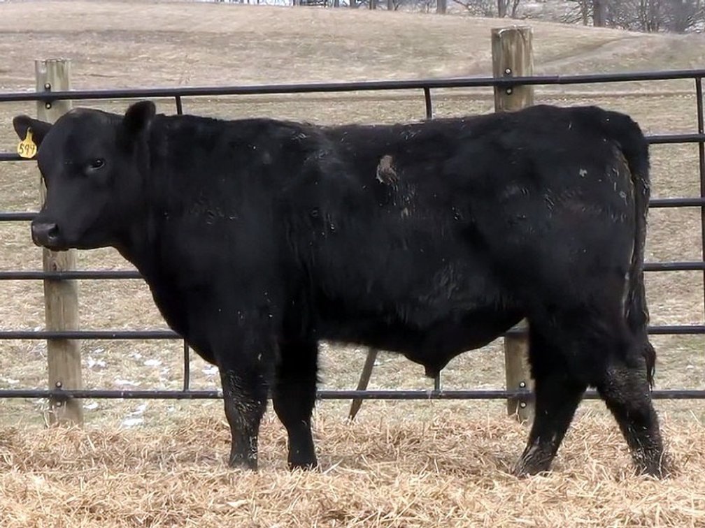 KHF Resource 594- Angus