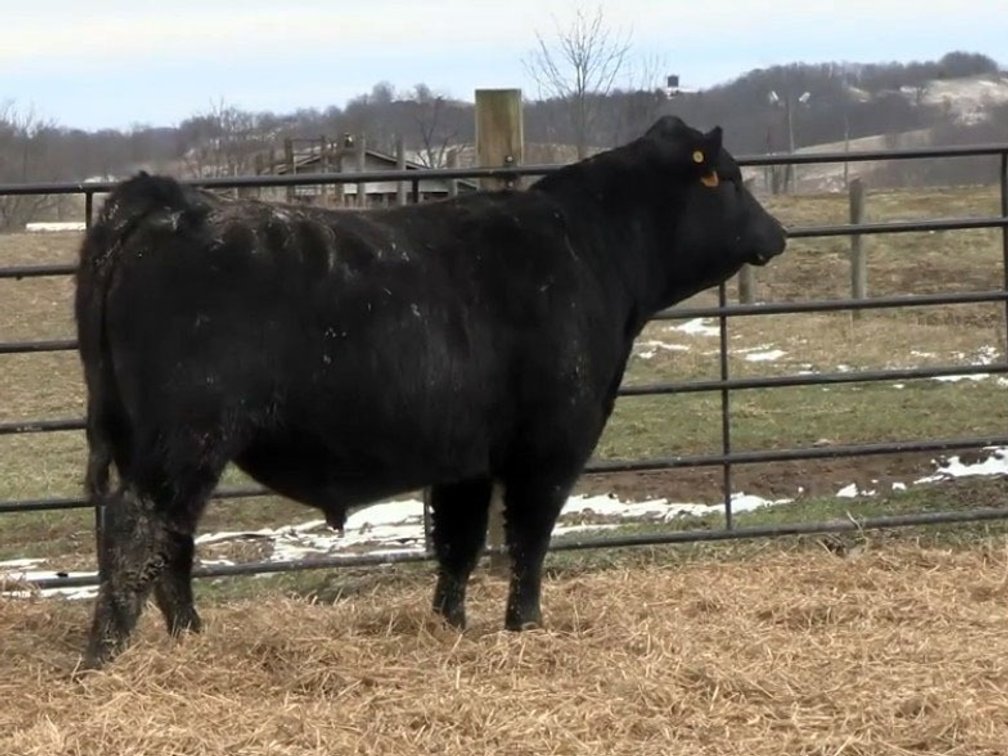 KHF Progressive 204- Angus