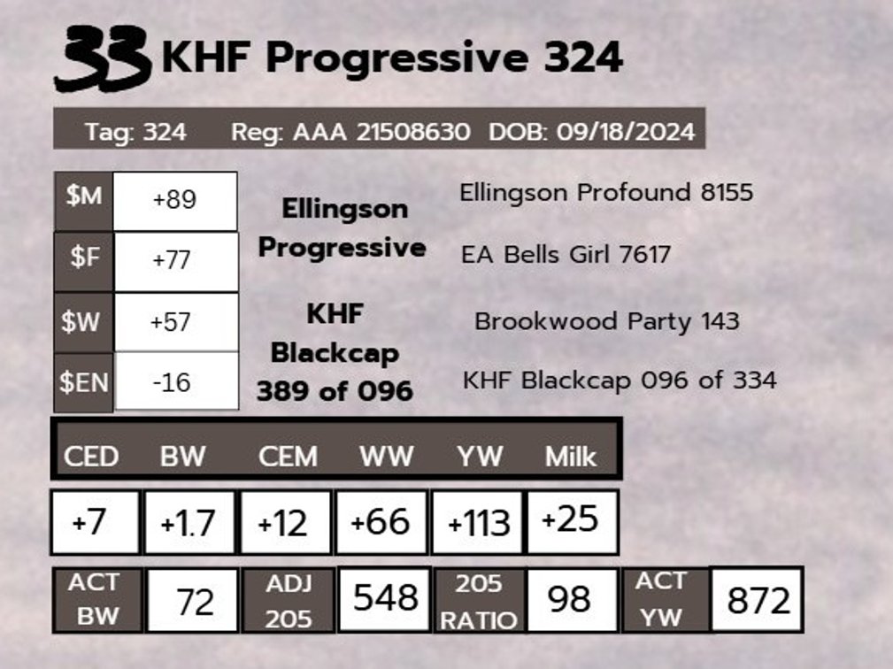 KHF Progressive 324- Angus