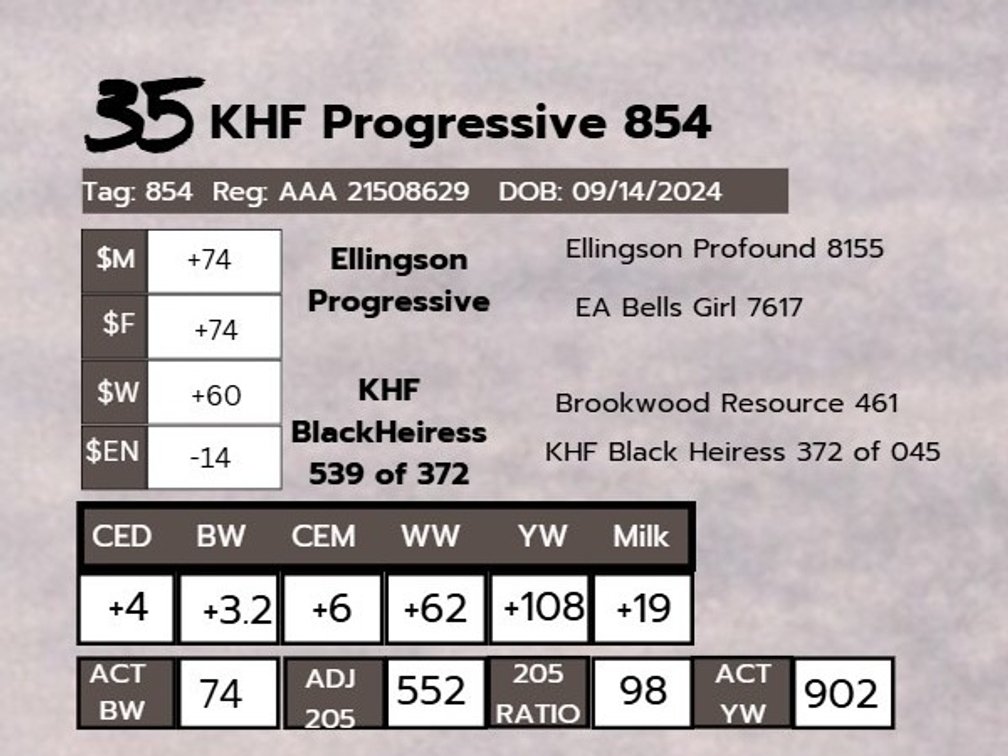 KHF Progressive 854- Angus