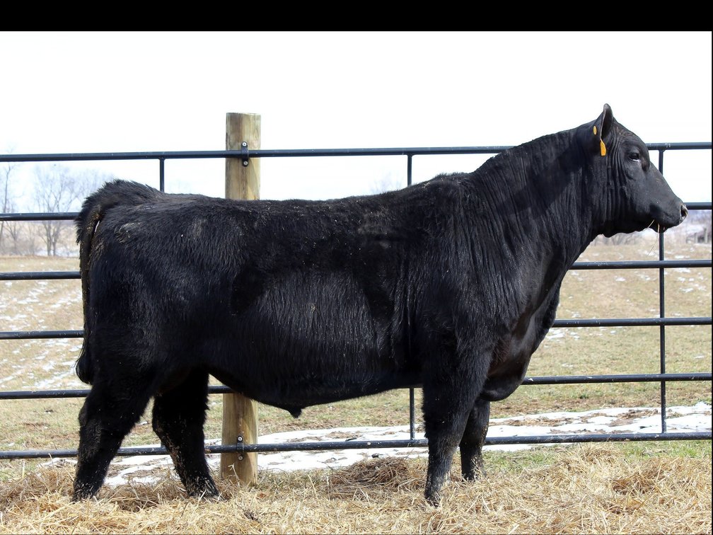 KHF Summitt 344- Angus