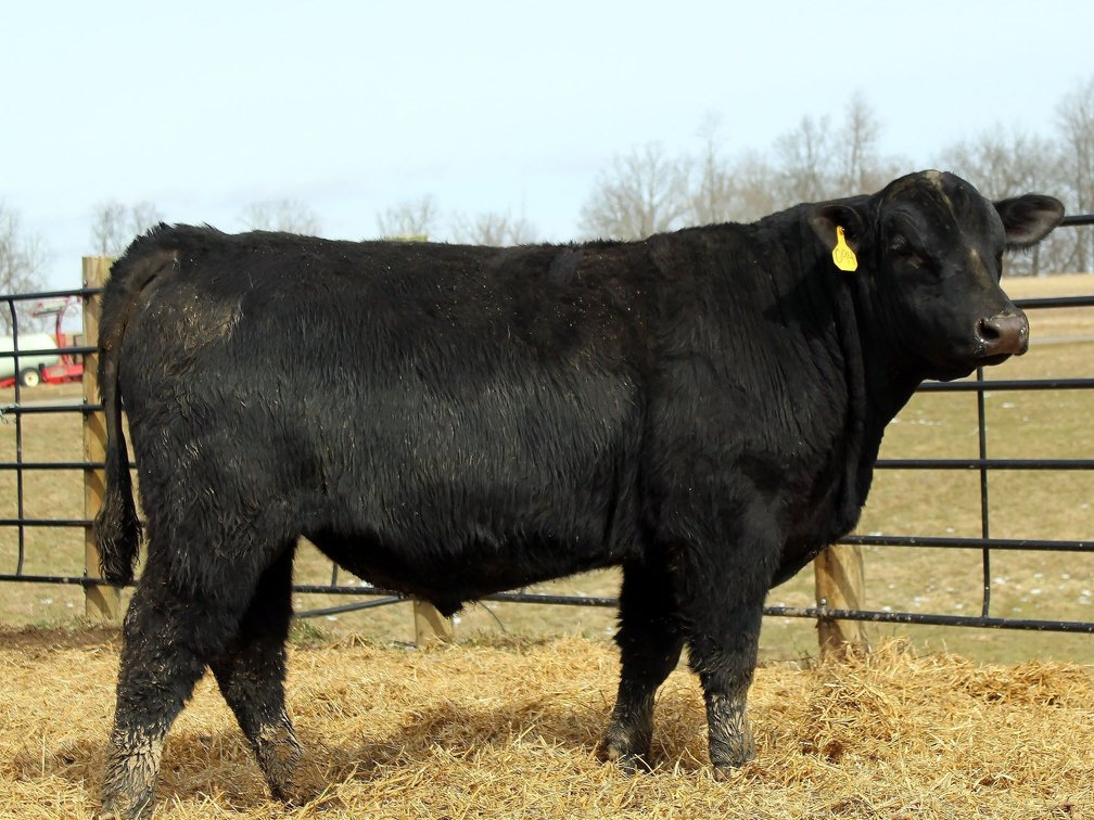 KHF Rainmaster 084- Angus