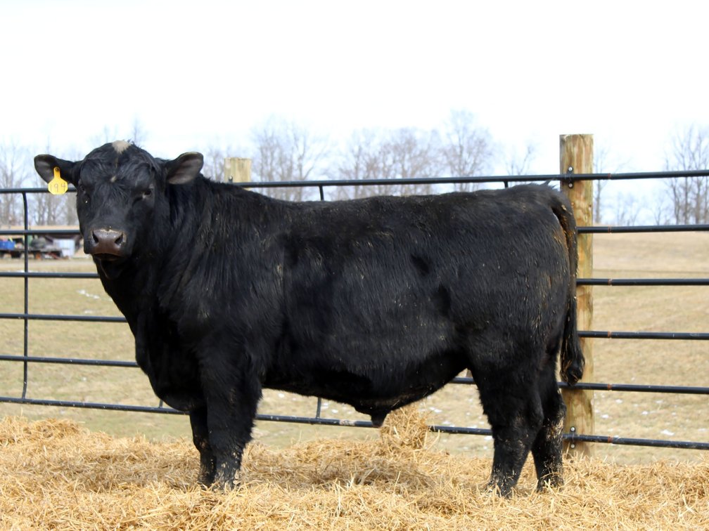 KHF Rainmaster 194- Angus