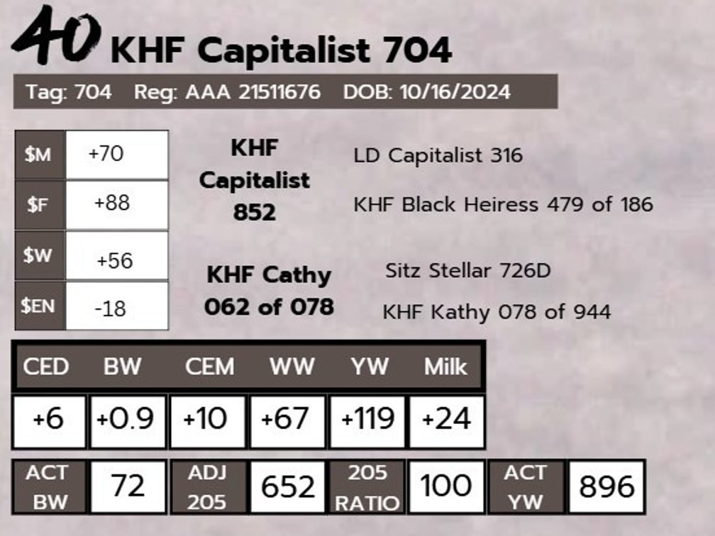 KHF Capitalist 704- Angus