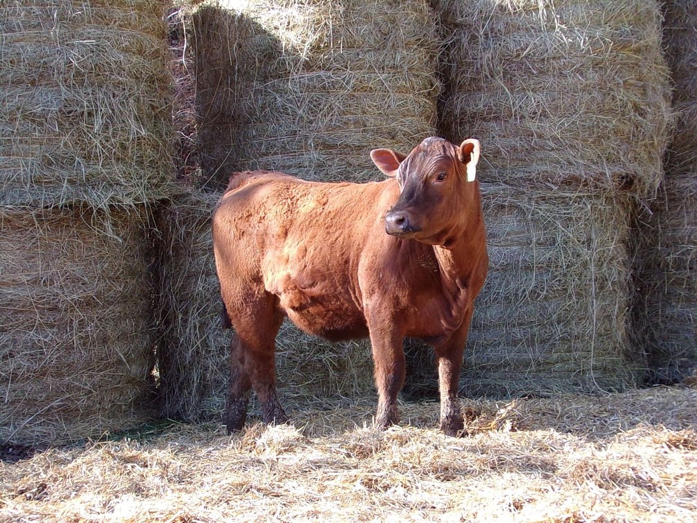 BWC HUNTRESS CABERNET M44- Red Charolais