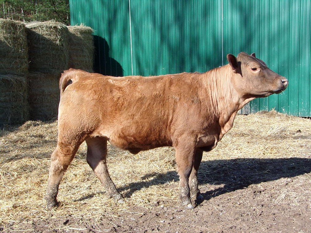 BWC MISS CHARZADA HUNTER M48- Red Charolais